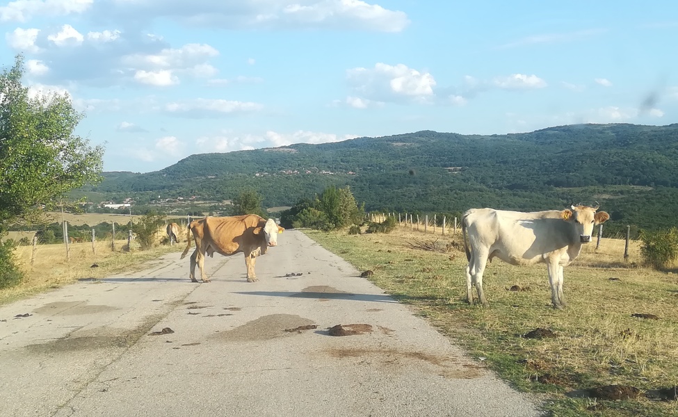 Large krave na cesti negdje u bugarskoj