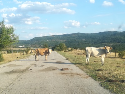 Medium krave na cesti negdje u bugarskoj